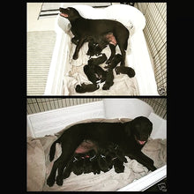 Bone Pool™ 2-in-1 Whelping Box & Dog Pool