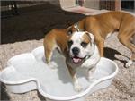 dogpools.shop One Dog One Bone  White  Paw Pool